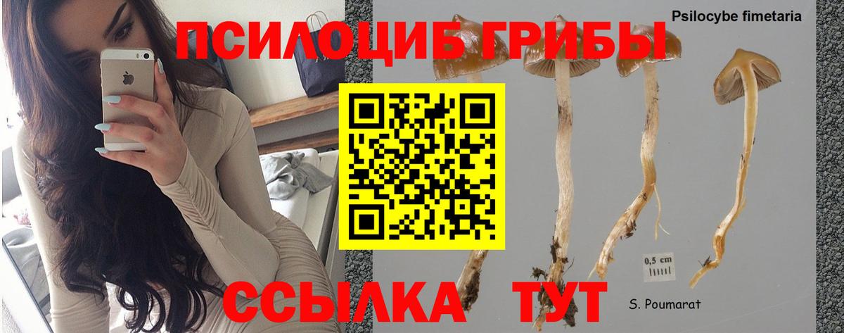 Псилоцибиновые грибы GOLDEN TEACHER  Галлюциногенные грибы прущие грибы  Вход с VPN  Жуковский 